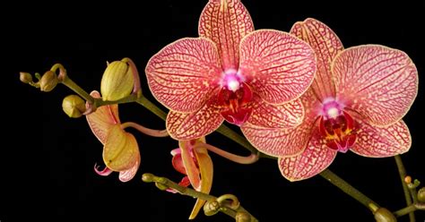 How To Grow Orchid From Seeds At Home
