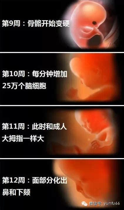 好神奇！1到40周的胎儿详细发育图！-搜狐母婴