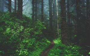 Wallpaper forest, trees, grass, fog hd, picture, image