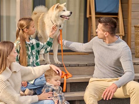 Importance of Pet Dog Registration – PETOLY.in