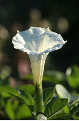 Dhatura: A Poison With Health Benefits – Amrutam