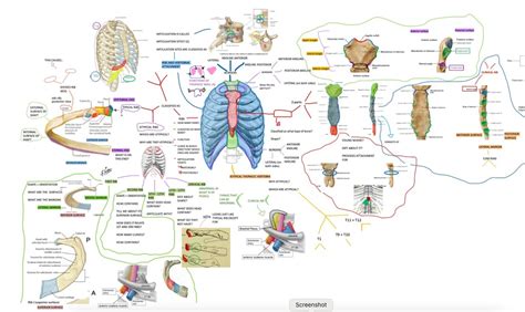 Thorax Function 的图像结果
