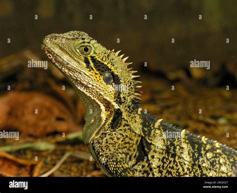 Australian water dragon Stock Photo - Alamy