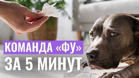 Освоение основ: эффективные советы по дрессировке собак