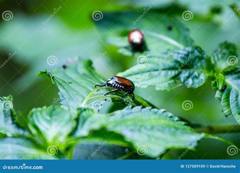 Iridescent Japanese Beetles Mating On Leaf Stock Photography ...