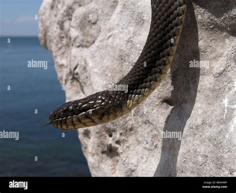 The Highly Endangered Lake Erie Watersnake (Nerodia sipedon insularum ...