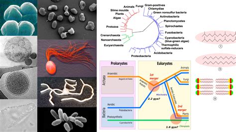Habitat Of Archaea