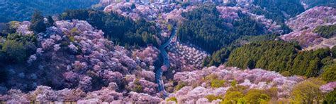 Cherry Blossoms in Mount Yoshino 2027: How to Plan a Day Trip