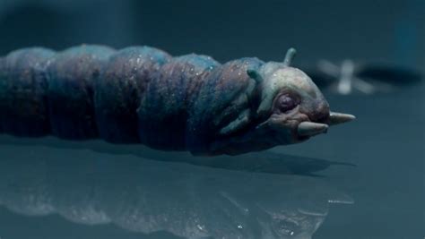 Image result for Memory Worm