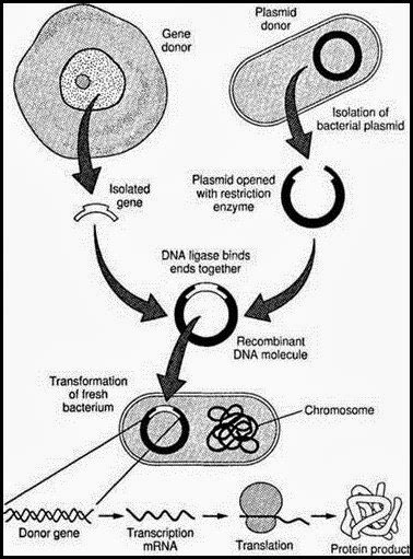 Recombinant DNA Technology Steps 的图像结果