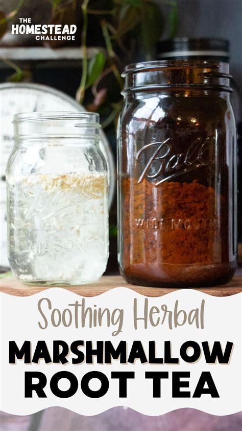 Discover the Benefits of Marshmallow Root Tea