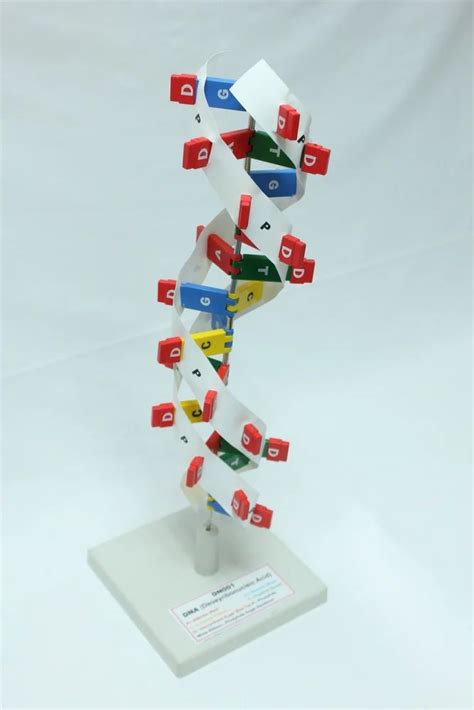 DNA Model Kit 的图像结果