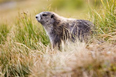 Olympic Marmot Animal Facts - Marmota olympus - A-Z Animals