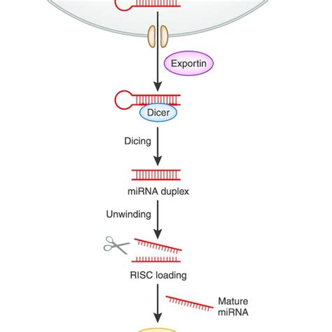 Primary microRNA Transcript 的图像结果