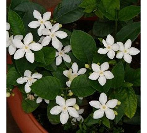 Creative Farmer Live Jasmine Plant Snow Flake Flower Arctic Native of ...