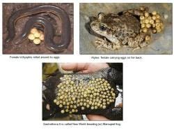 Amphibia: Parental Care - Zoology Optional Notes for UPSC PDF Download