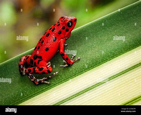 Red strawberry poison-dart frog Stock Photo - Alamy