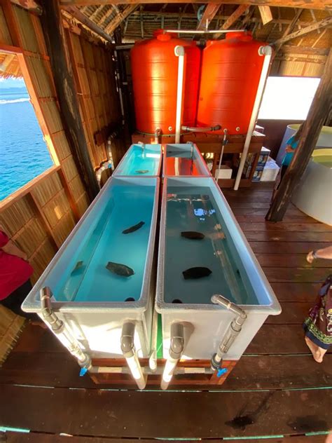 SEA LIFE SYDNEY’S BREEDING PROGRAM FOR ENDAGERED SHARKS - Zoos and Organizations Conservation ...