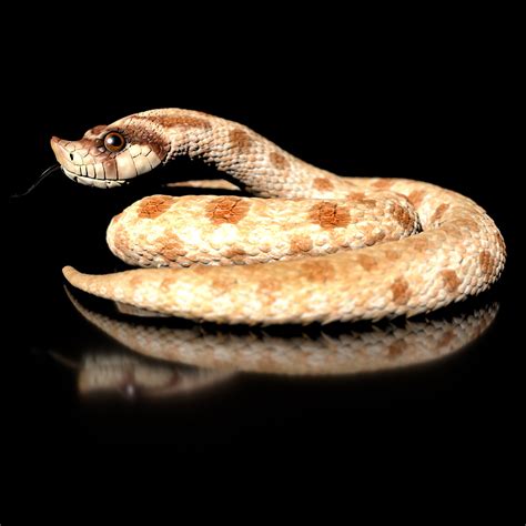 3D file Heterodon nasicus - Western hook-nosed snake-STL 3D model with ...