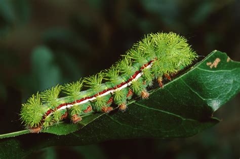 How to Identify Stinging Caterpillars & Treat Stings