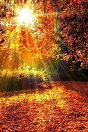 Image result for Good Fall Morning All