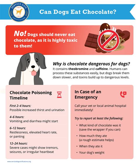 Why Chocolate is Poisonous for Dogs
