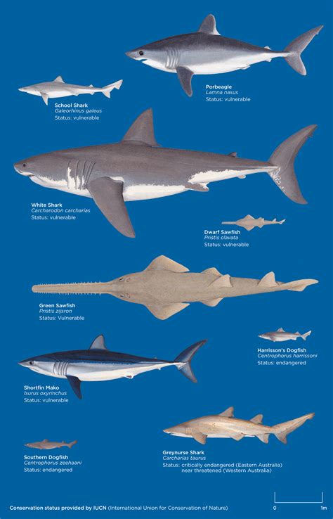 Different Types Of Sharks In Australia