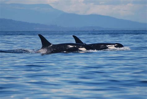 See Animals and Wildlife in Washington State