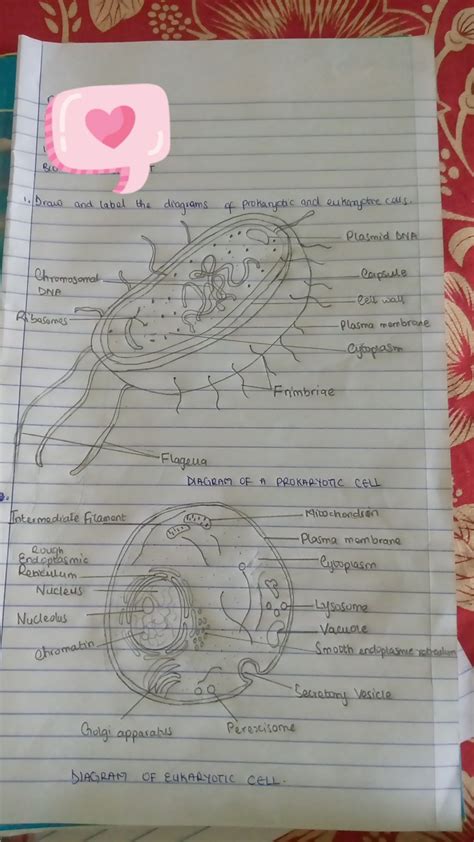 Labeling Eukaryotic Cells
