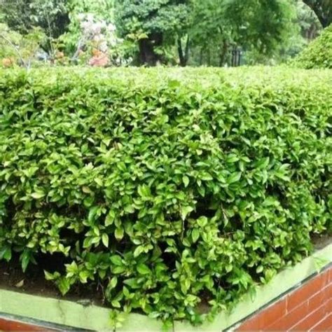 Jual Pohon Teh Tehan-Bibit Tanaman Pagar Rumah -Bibit Teh Tehan - Kab ...