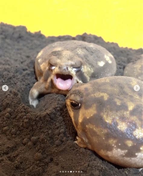 desert rain frog in 2025 | Cute reptiles, Very cute puppies, Pet frogs