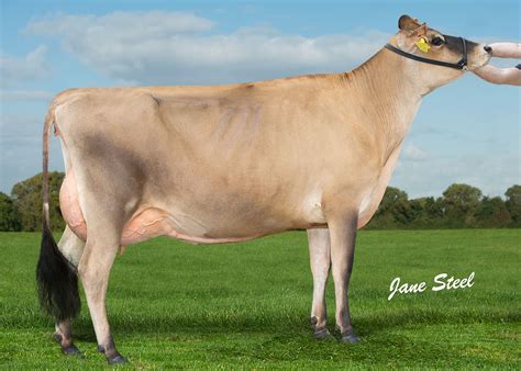 Jersey Cow Origin - Farm House