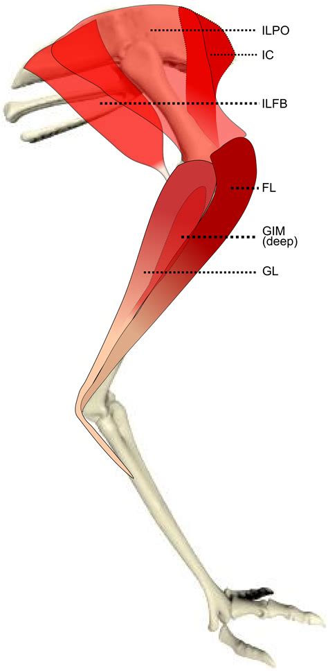 Kangaroo Leg Muscles