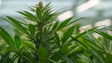 Image result for Fluence LED