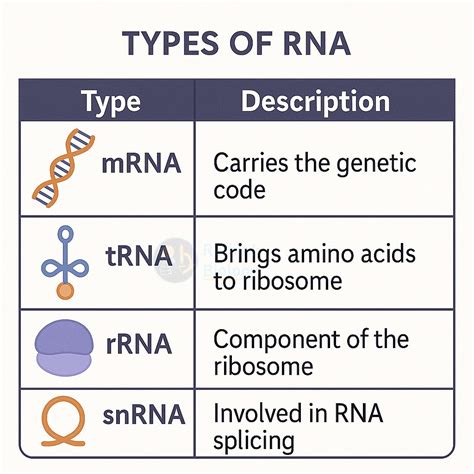 🧬𝗥𝗘𝗧𝗛𝗜𝗡𝗞 𝗕𝗜𝗢𝗟𝗢𝗚𝗬🔬 | Types of RNA #biology #biologicalscience #biologicalsciences #lifescience # ...