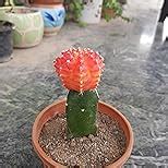 CAPPL Moon Cactus Live Plant (Small, Red) : Amazon.in: Garden & Outdoors