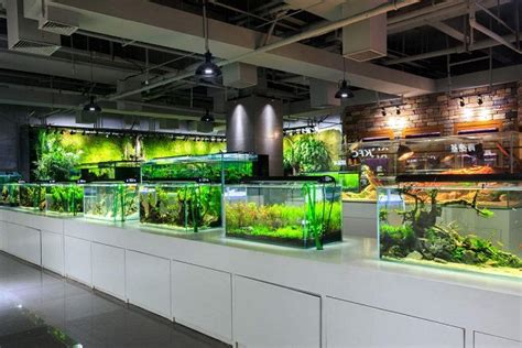 荆州水族馆生活很累有时候静静的看阿龙也挺好 - 高背金龙鱼 - 广州观赏鱼批发市场