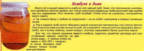 Как заваривать и пить Чайный гриб правильно