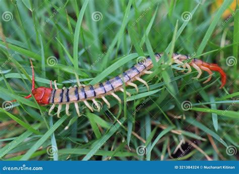 Centipedes are Poisonous Animals. Scolopendra Morsitans Stock Photo ...