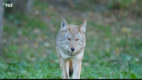 What to do if you see a coyote | wltx.com