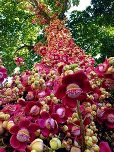 Oxygreenplant Cannon Ball Tree Plant Price in India - Buy Oxygreenplant ...