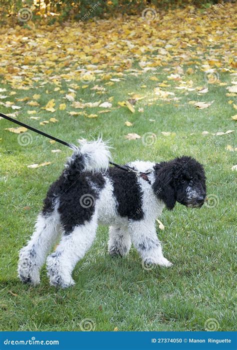 Black and White Standard Poodle Puppy Stock Photo - Image of fall ...