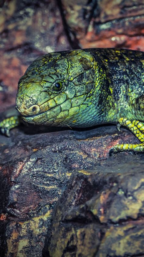 Download wallpaper 800x1420 lizard, reptile, stone, color iphone se/5s ...