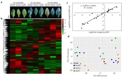 Transcriptome TreeMap 的图像结果