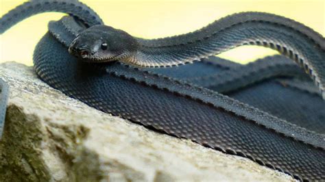 Dragon Snake: The fussiest and pickiest species you’ll ever encounter