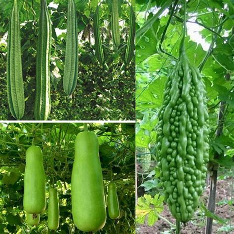 Seed Basket Native Climber Vegetable Seeds/Ridge Gourd/Bottle Gourd ...