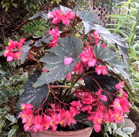 Dragon Wing Begonia Seeds