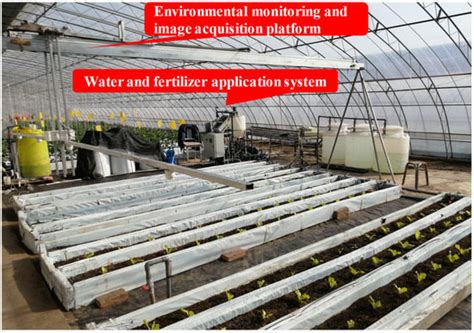 Dynamic Fresh Weight Prediction of Substrate-Cultivated Lettuce Grown ...