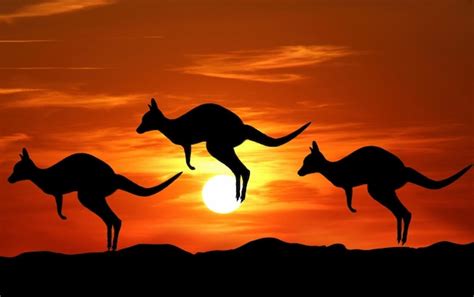Kangaroos at sunset | Premium Photo