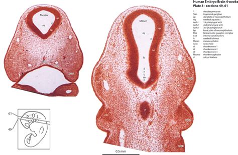 Brain Development Embryo 的图像结果